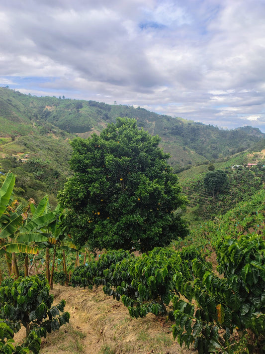Colombia La Candelaria Natural (JUN 26)