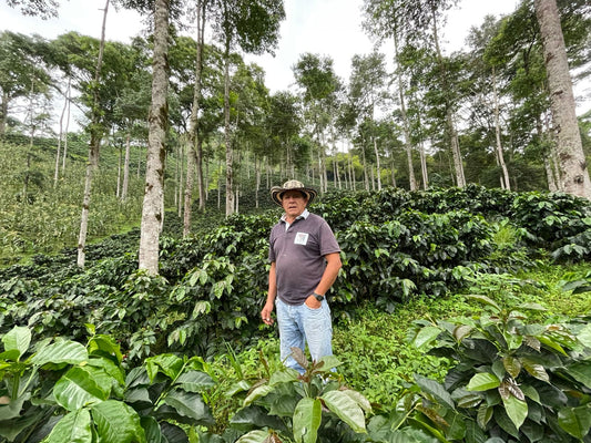 Colombia Gaitania (DEC 25)