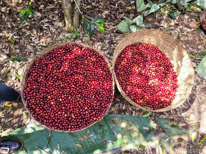 Ethiopia Danche Natural