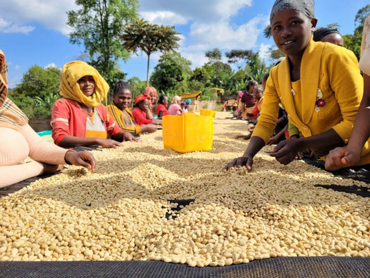 Ethiopia Danche Natural