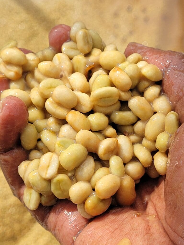 Ethiopia Danche Natural