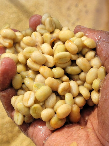 Ethiopia Danche Natural