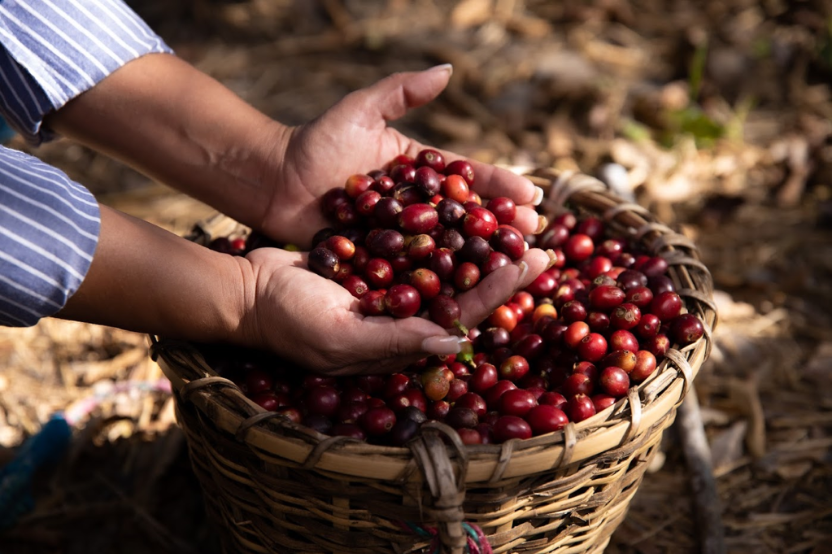 Honduras La Labor (JUL 26)