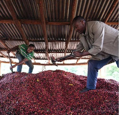 Ethiopia Banko Gotiti Natural