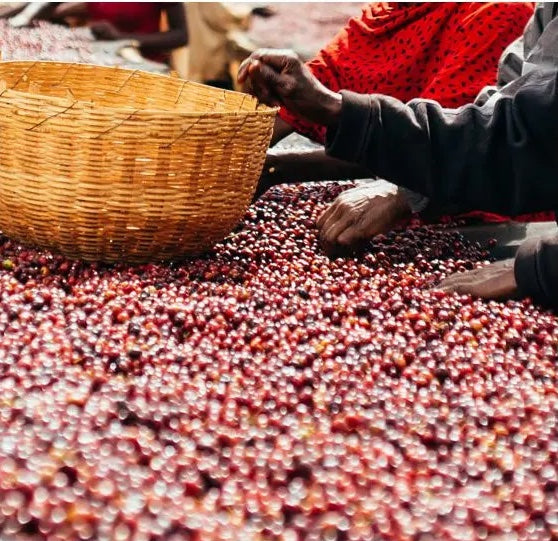 Ethiopia Banko Gotiti Natural