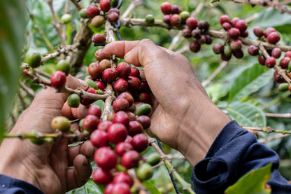 Colombia Asobombo (OCT 25)