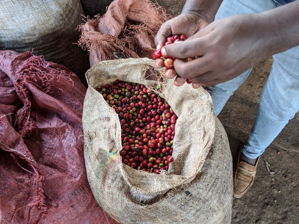 Ethiopia Koke Honey (SEP 26)