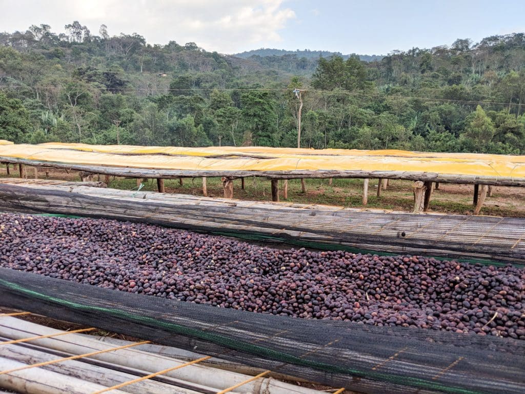 Ethiopia Koke Honey (SEP 26)