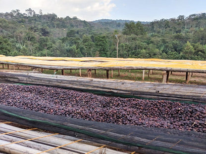 Ethiopia Koke Honey (SEP 26)