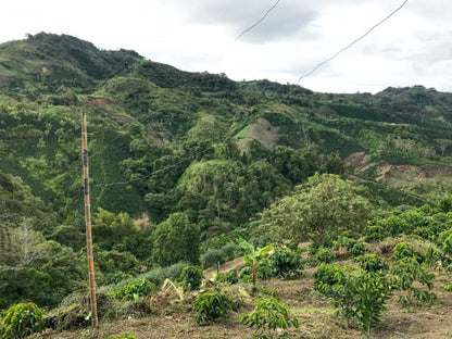 Colombia Palmera