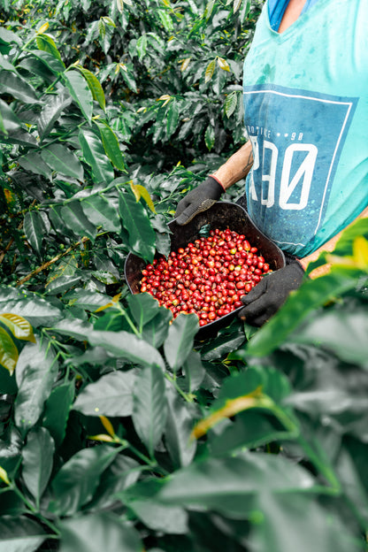 Colombia Sebastian Ramirez Pink Bourbon (MAY 26)