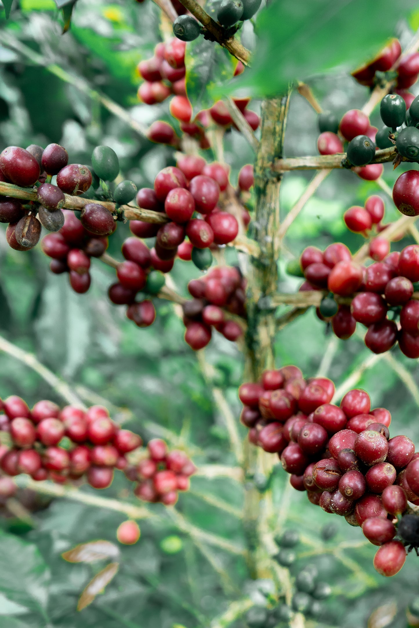 Colombia Sebastian Ramirez Pink Bourbon (MAY 26)