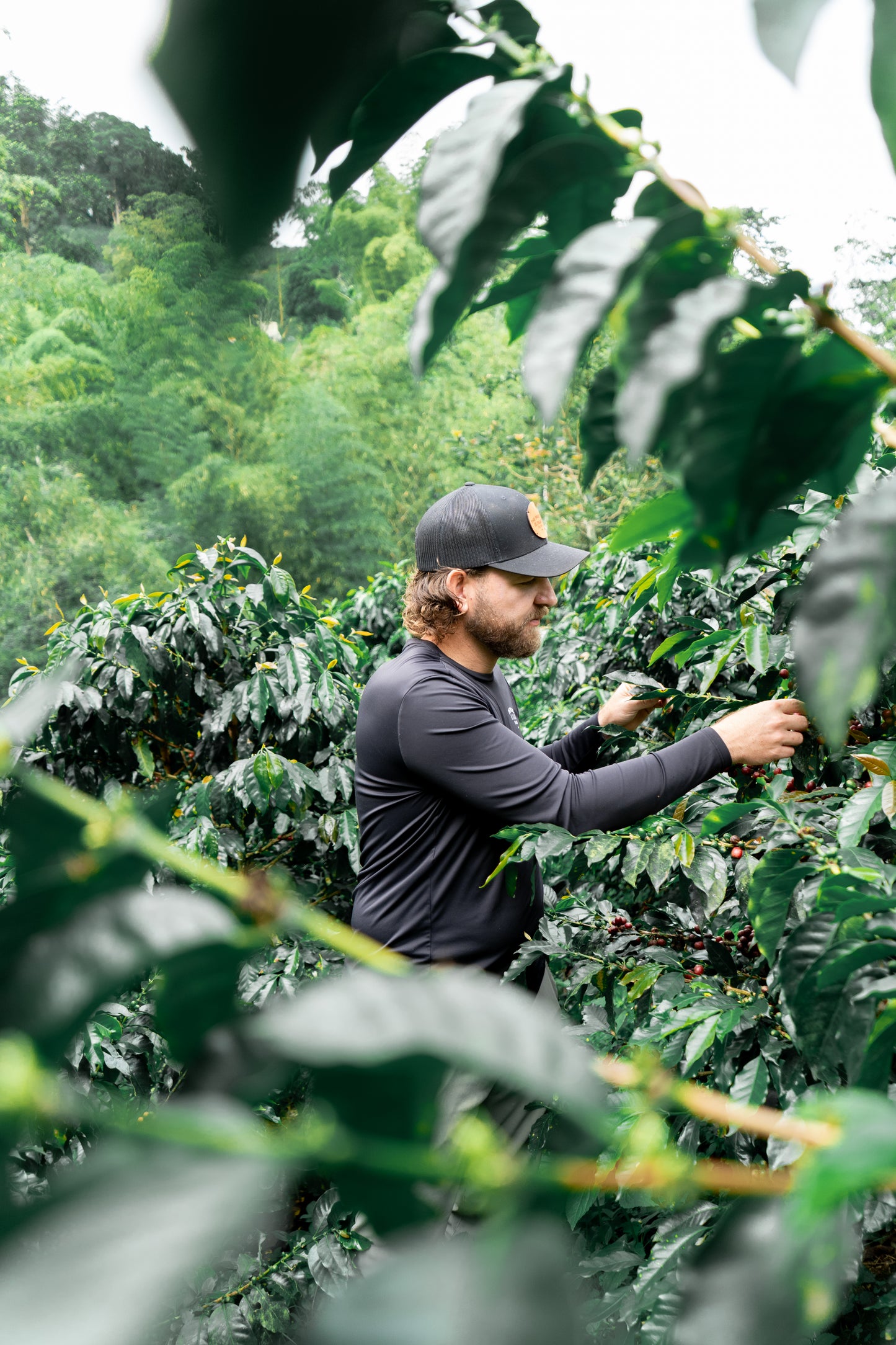 Colombia Sebastian Ramirez Pink Bourbon (MAY 26)