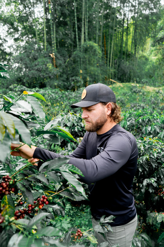 Colombia Sebastian Ramirez Pink Bourbon (MAY 26)